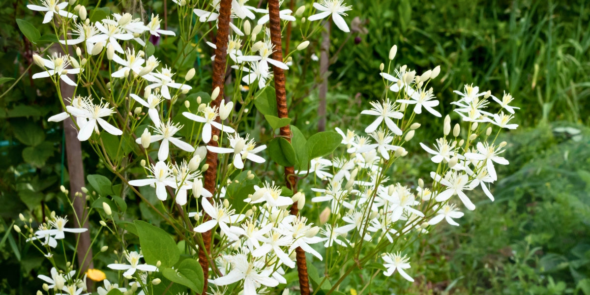Clematis (Staudenwaldrebe)