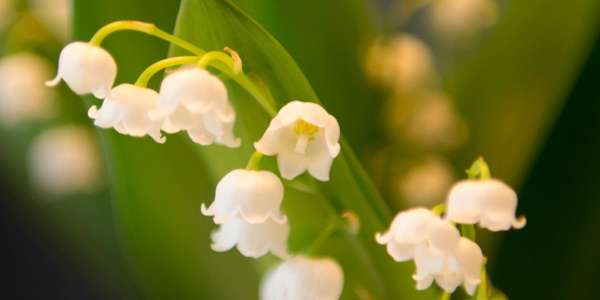 Convallaria (Maiglöckchen)