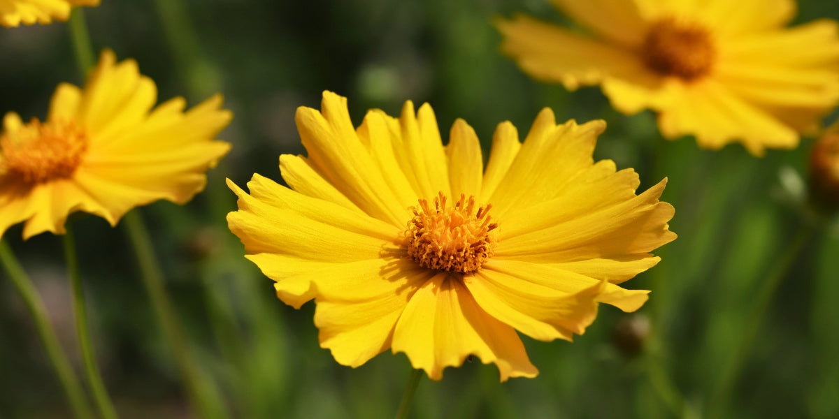 Coreopsis (Mädchenauge)
