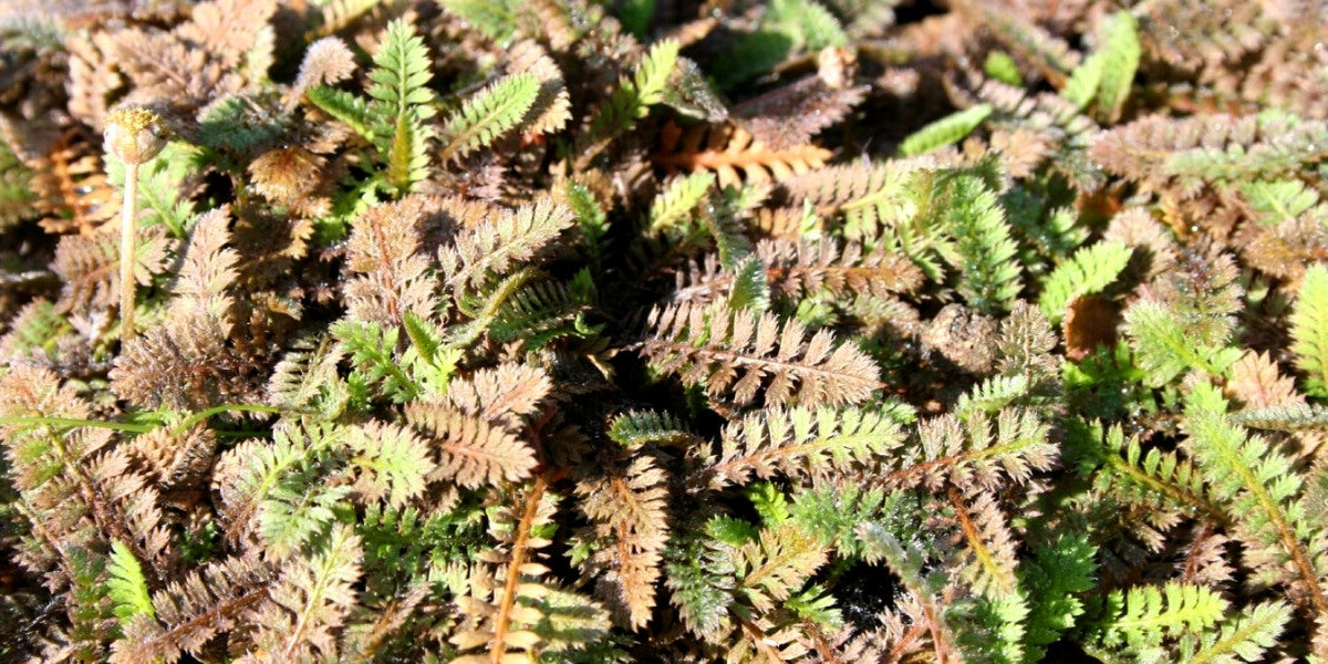 Cotula (Fiederteppich)