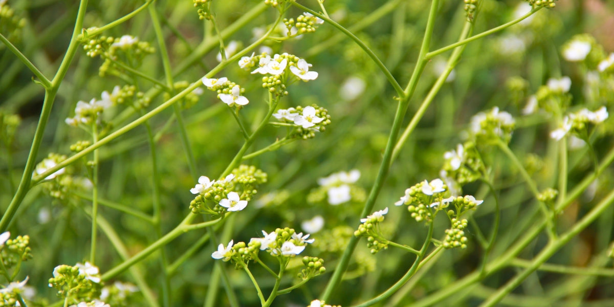 Crambe (Schleierkraut)