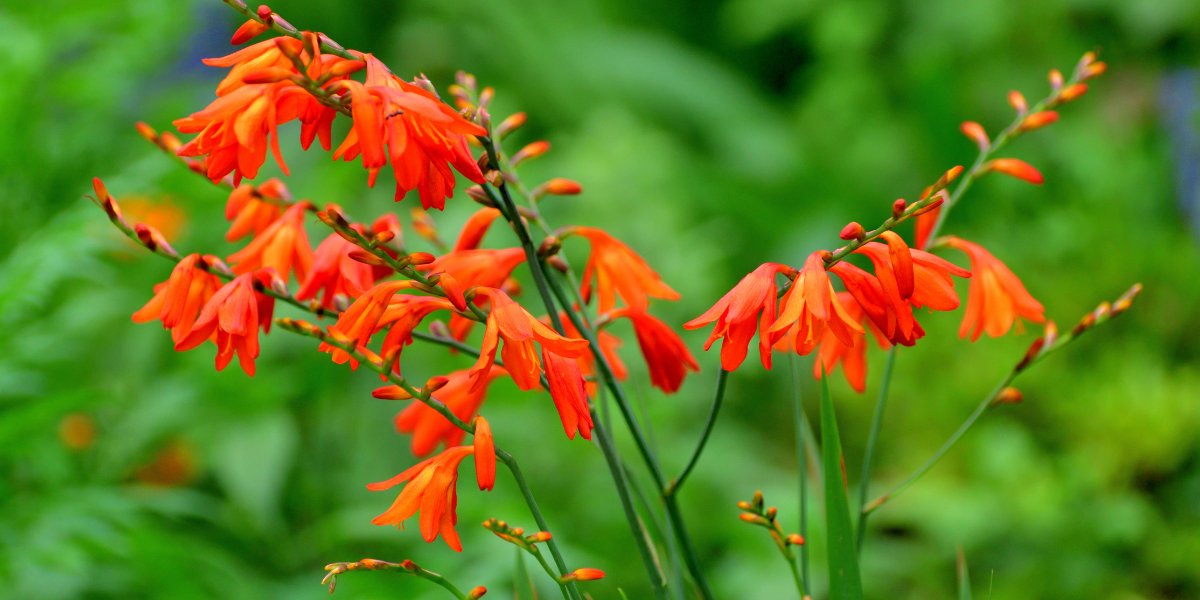 Crocosmia (Montbretie)