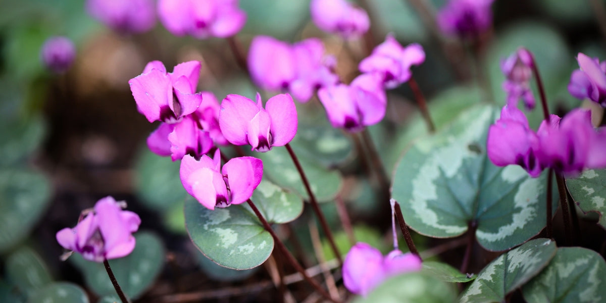 Cyclamen (Alpenveilchen)