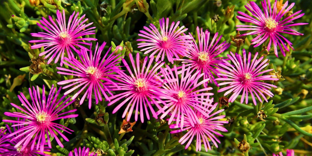 Delosperma (Mittagsblume)