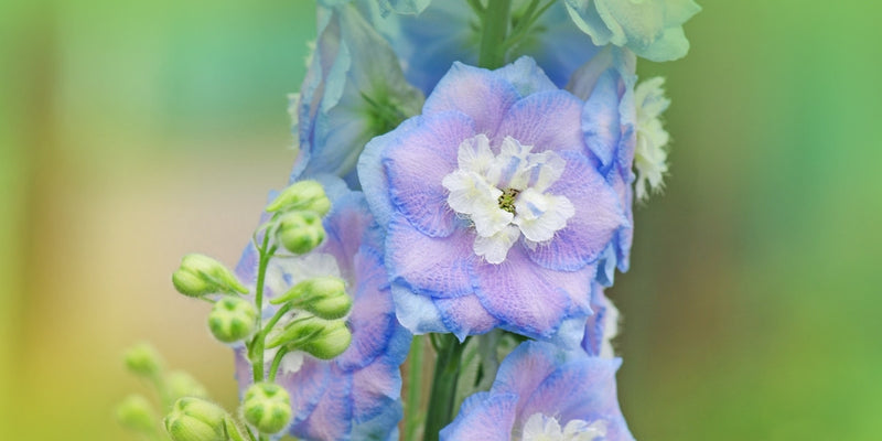 Delphinium (Rittersporn)-Das blaue Blut des Staudengartens