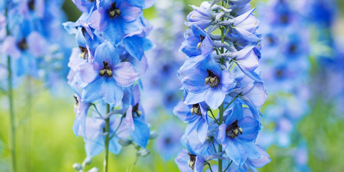 Delphinium (Rittersporn)