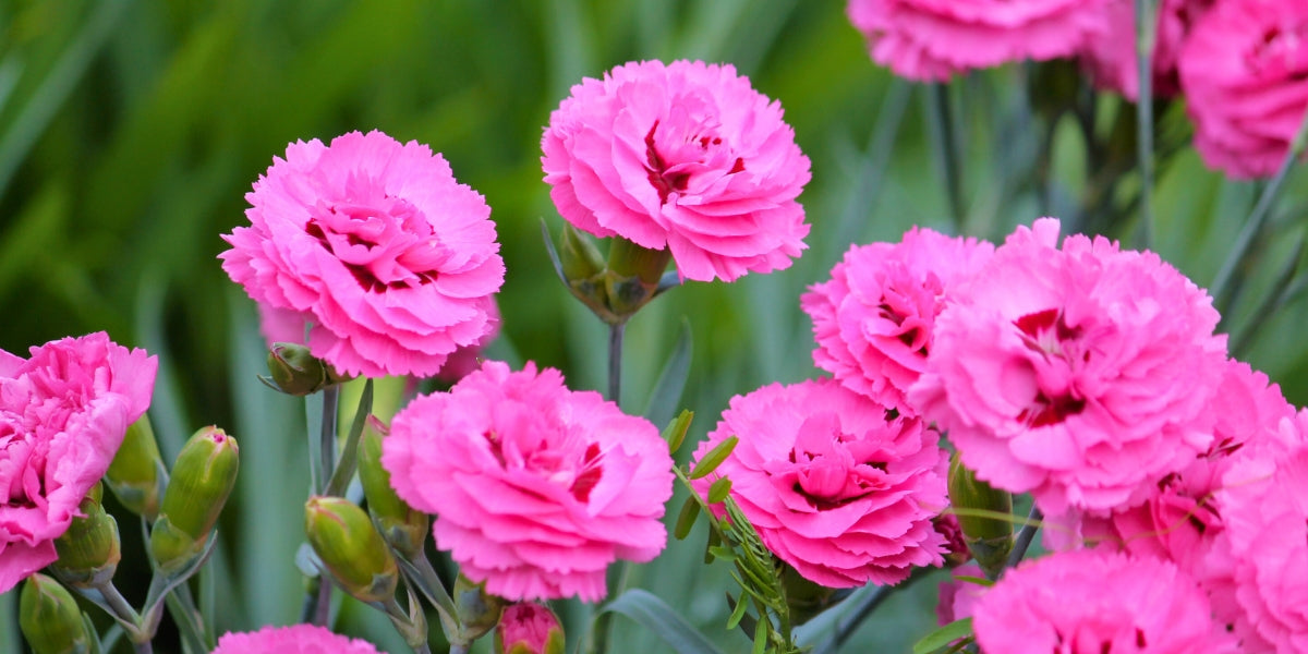 Dianthus (Nelken)
