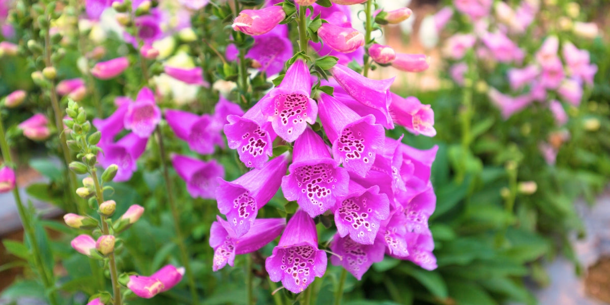 Digitalis (Fingerhut)