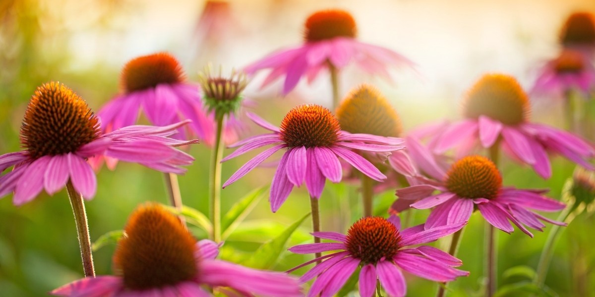Echinacea (Sonnenhut)