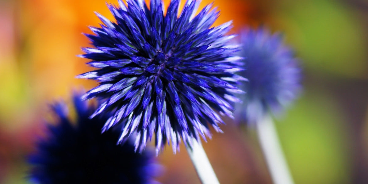Echinops (Kugeldistel)