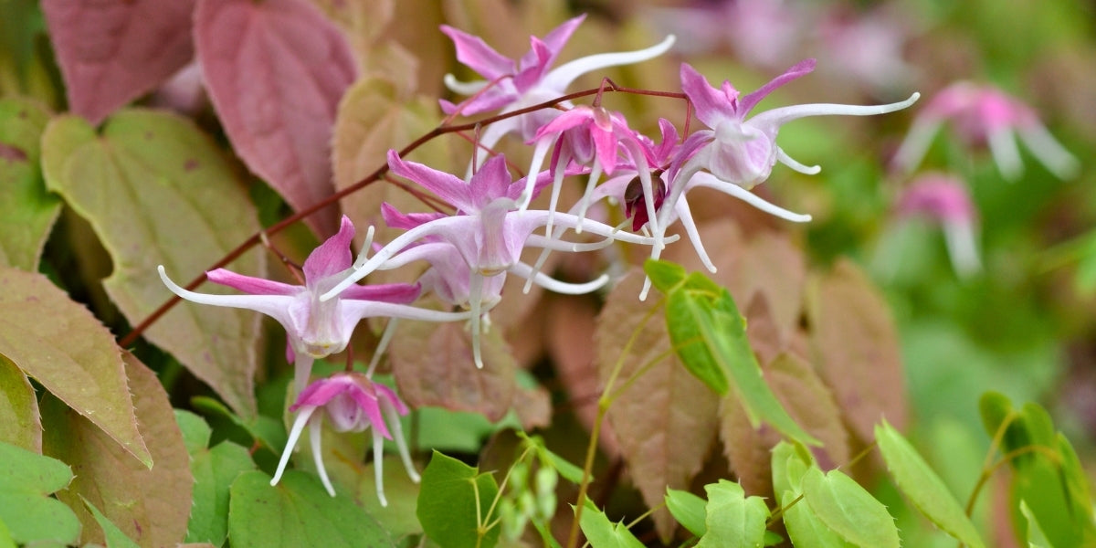 Epimedium (Elfenblume)