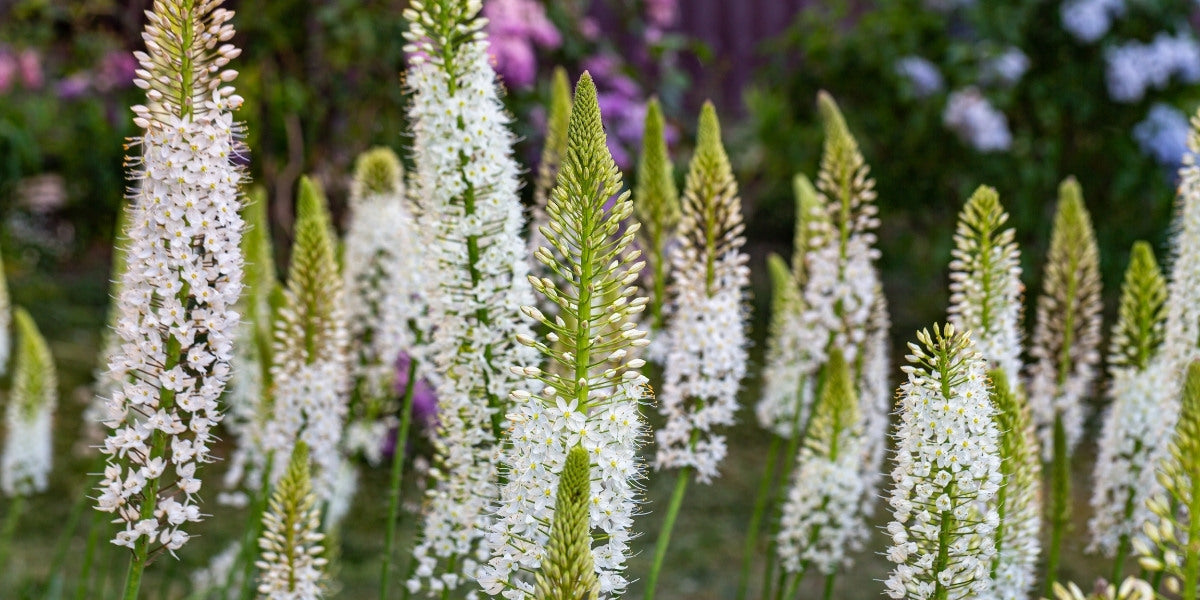 Eremurus (Steppenkerze)