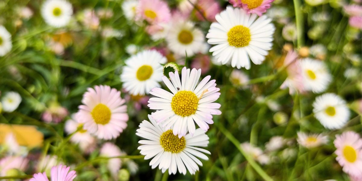 Erigeron (Gänseblümchen)