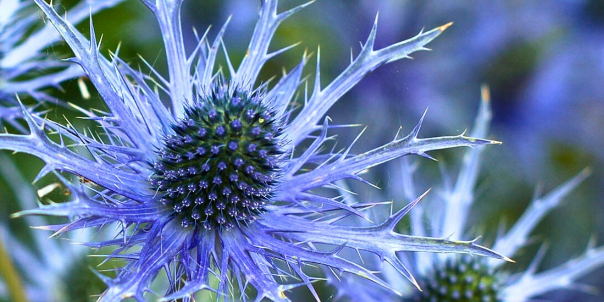 Eryngium (Mannstreu)