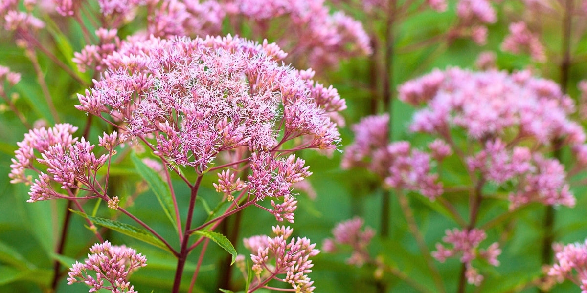 Eupatorium (Wasserdost)