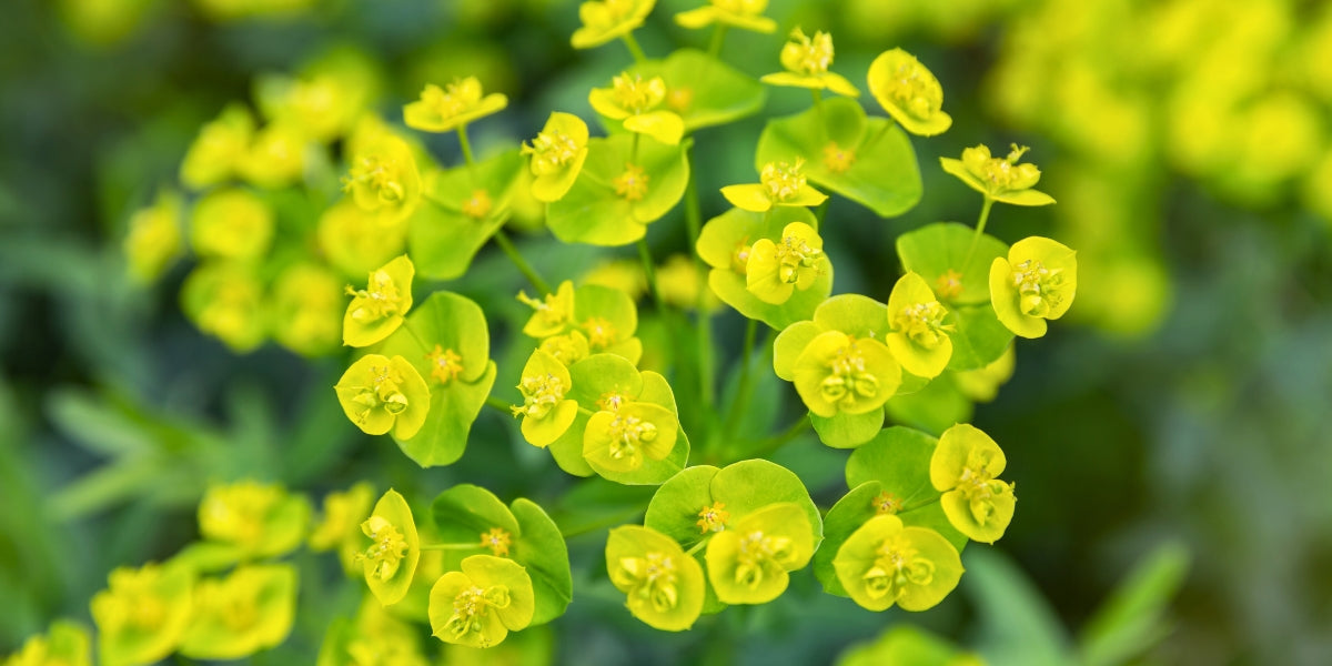 Euphorbia (Wolfsmilch)