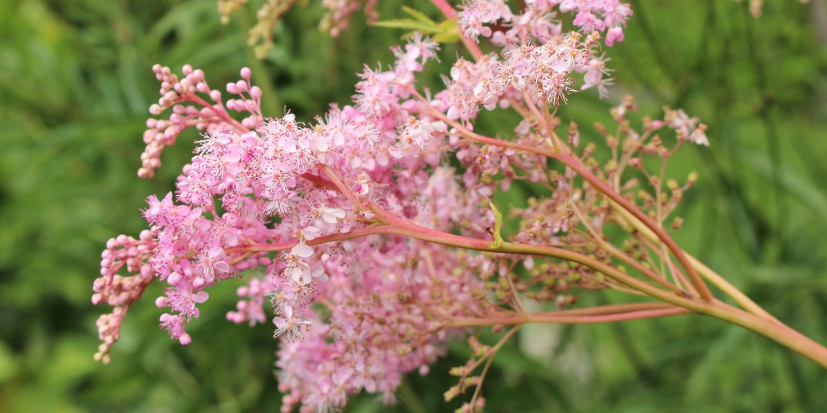 Filipendula (Rüsterstaude)