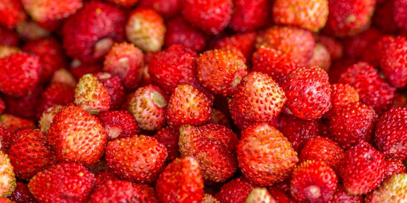 Fragaria (Erdbeere)-Blütezeit von Mai bis Juni