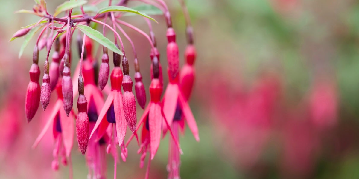Fuchsia (Fuchsie)