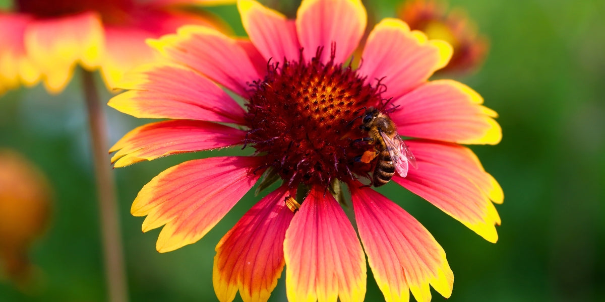 Gaillardia (Kokardenblume)