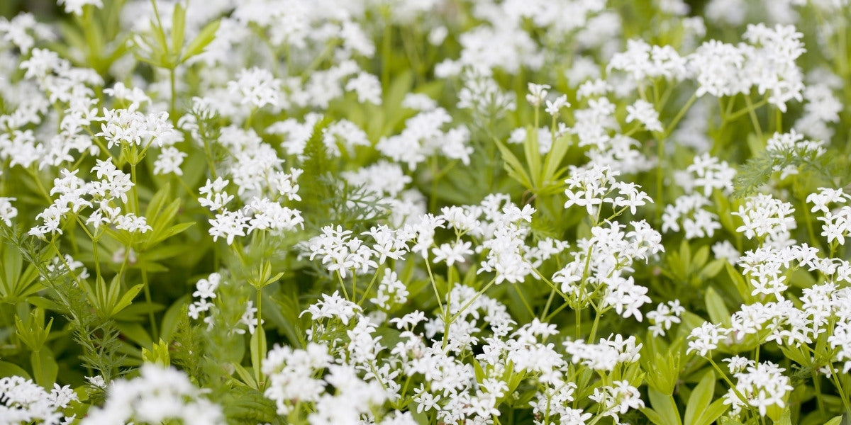 Galium (Waldmeister)