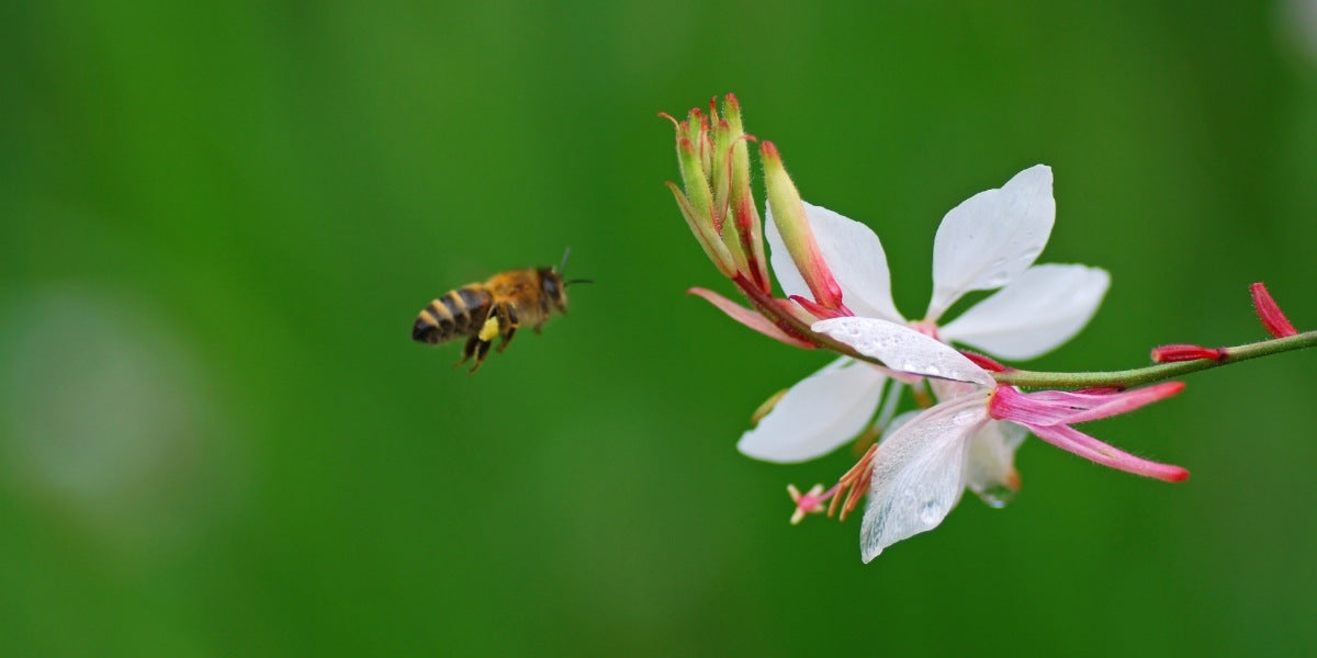 Gaura (Prachtkerze)