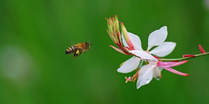 Gaura (Prachtkerze)-Schmetterlingsblüten mit traumtänzerischem Charme