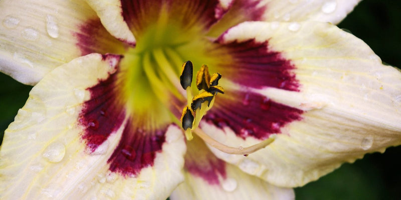 geäugte Taglilien-Hemerocallis mit besonderer Blütenzeichnung