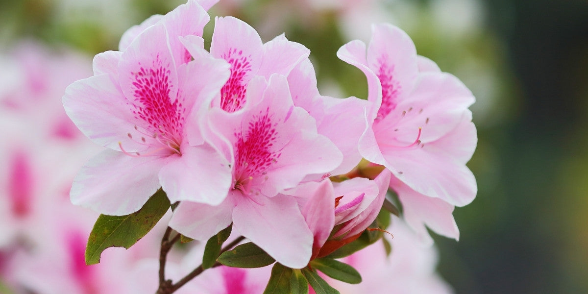 Rhododendron kaufen  Farbenfrohe Bltenstrucher  Grfin von Zeppelin