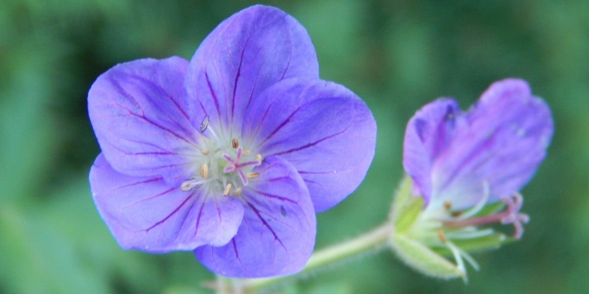 Geranium (Storchschnabel)