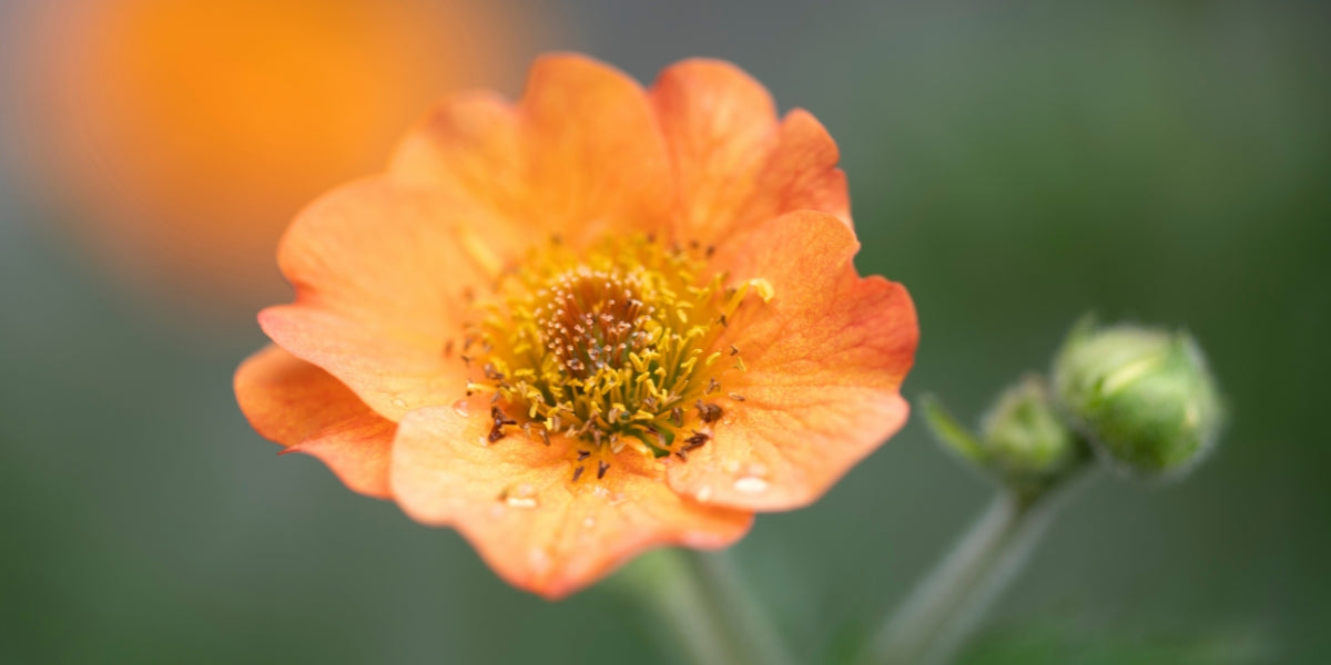 Geum (Nelkenwurz)