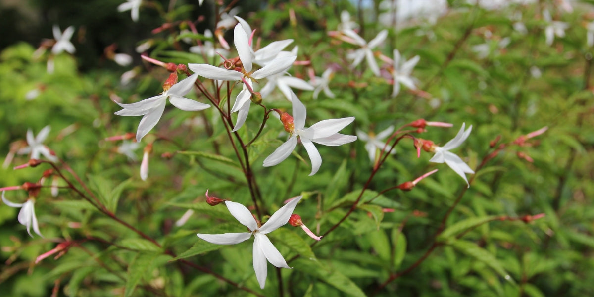 Gillenia (Dreiblattspiere)