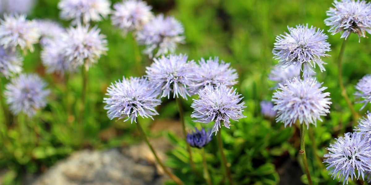 Globularia (Kugelblume)