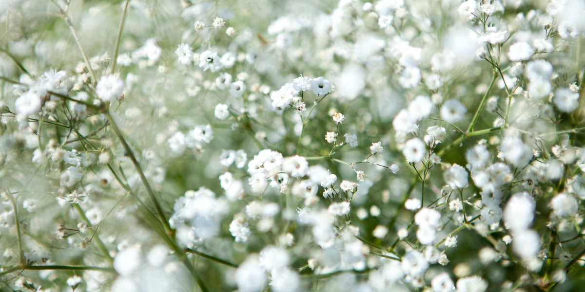 Gypsophila (Schleierkraut)