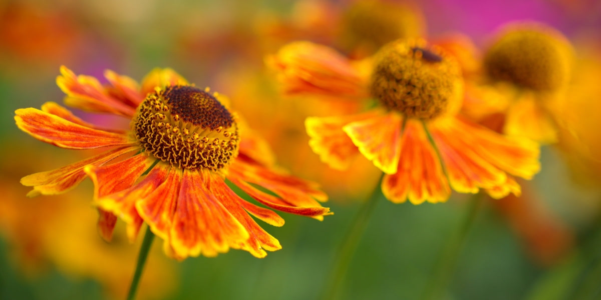 Helenium (Sonnenbraut)