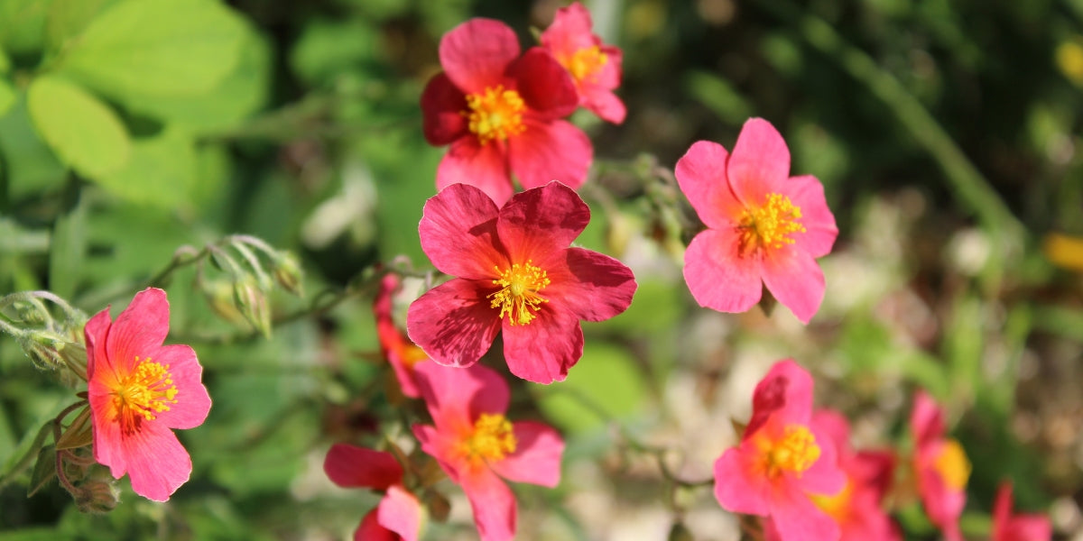 Helianthemum (Sonnenröschen)