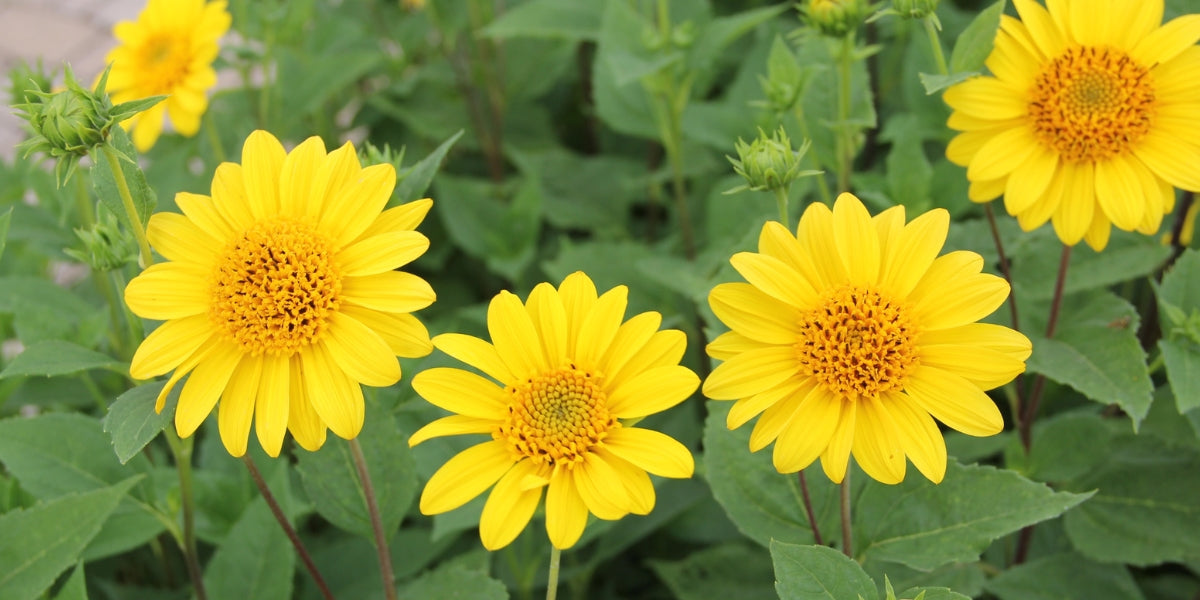Helianthus (Sonnenblume)