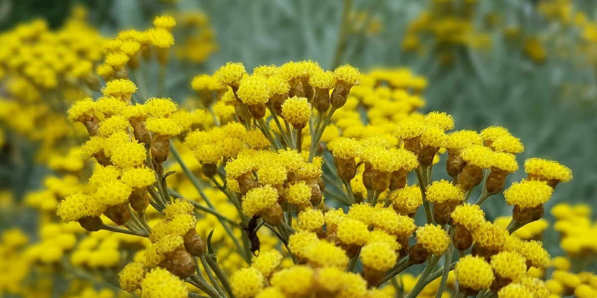 Helichrysum (Strohblume)