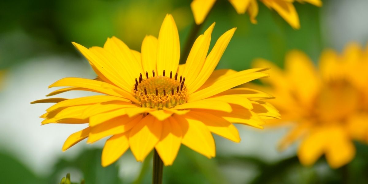 Heliopsis (Sonnenauge)