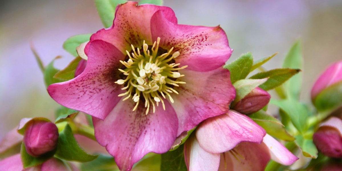 Helleborus (Nieswurz)
