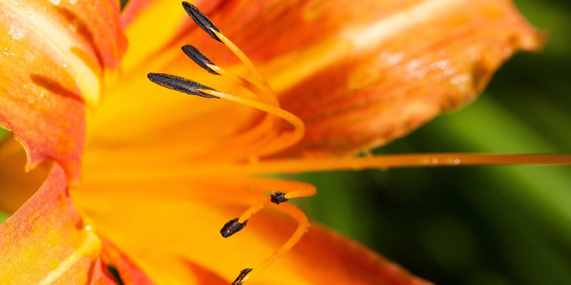Taglilien (Hemerocallis)-Pflegeleichte Blütenfülle