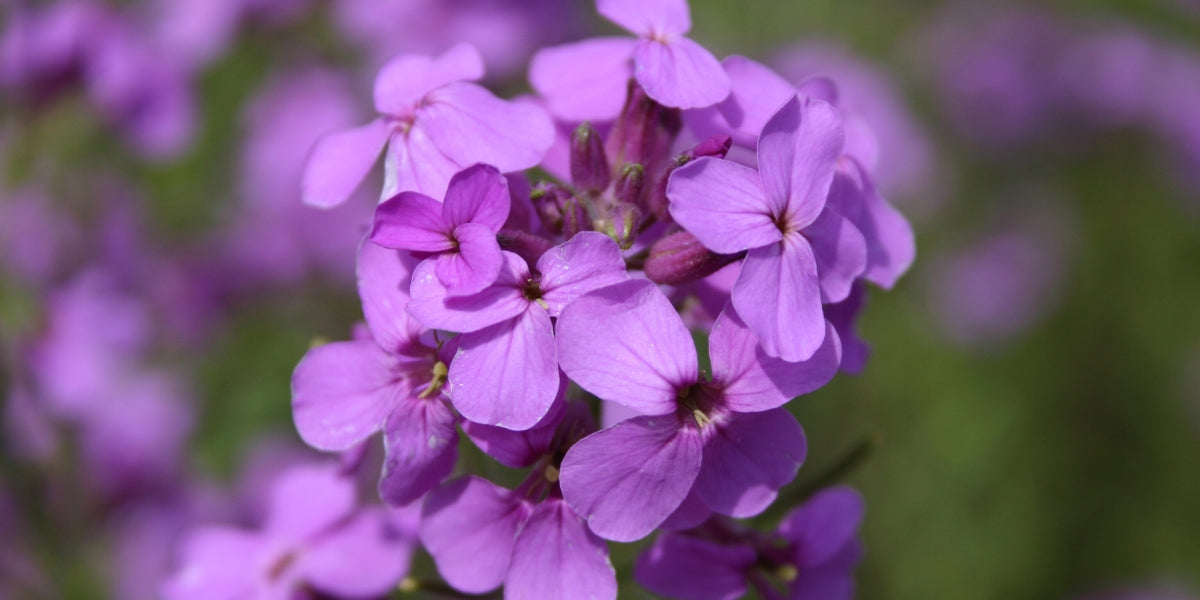 Hesperis (Nachtviole)