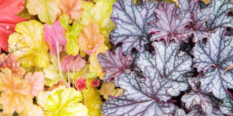 Heuchera (Purpurglöckchen)-Attraktive Begleiter mit tollem Laub