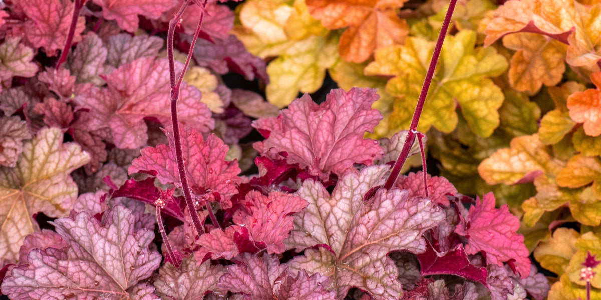 verschiedene Heuchera, von Gelb bis Violett