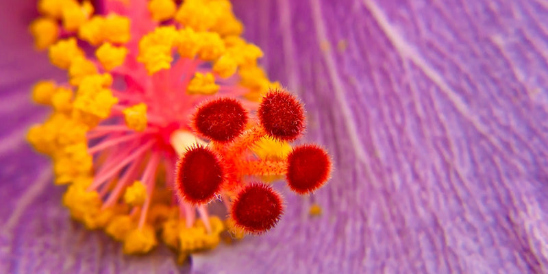 Hibiscus (Strauch-Eibisch)-Strauch-Eibisch