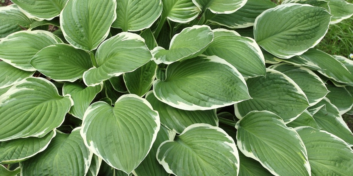 Hosta (Funkie)