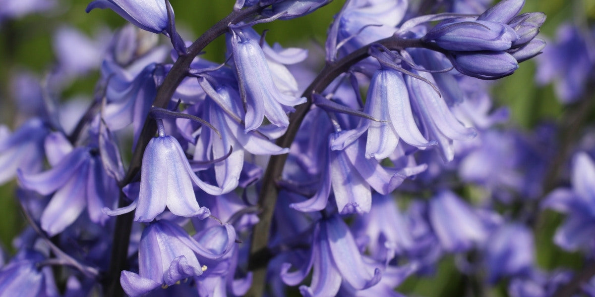 Hyacinthoides (Hasenglöckchen)