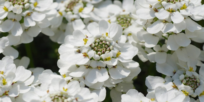 Iberis (Schleifenblume)-Schneeweiße Blütenstände