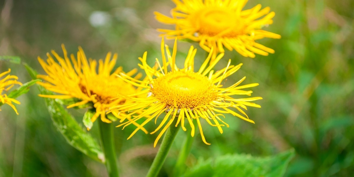 Inula (Alant)