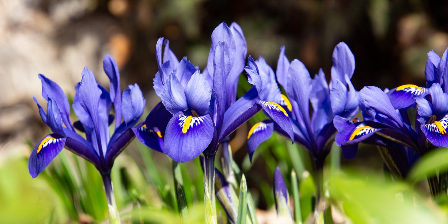 Iris (Zwiebel-Schwertlilie)